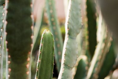 Parkta güneş ışığı olan kaktüs..