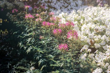 Yazın çiçek, gündüz vakti güneş ışığı..