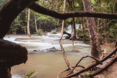 Şelale ve Tayland Orman ağacı.