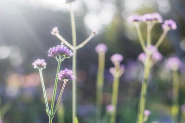 Gün ışığında güzel olan yabani çiçek..