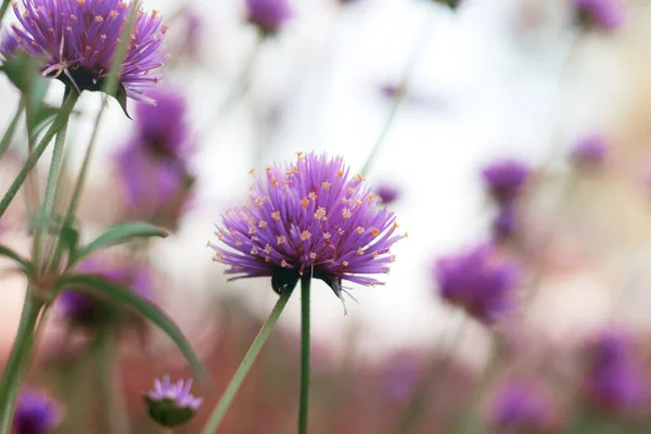 Head Flower Growing Beautiful Garden Sky — Stock Photo, Image