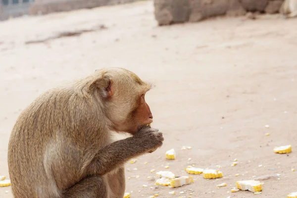 Mono Está Comiendo Comida Zoológico — Foto de Stock