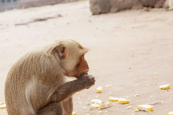 Monkey are eating food in a zoo.