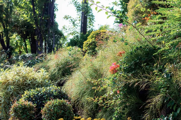 Ornamental Jardim Com Luz Solar — Fotografia de Stock