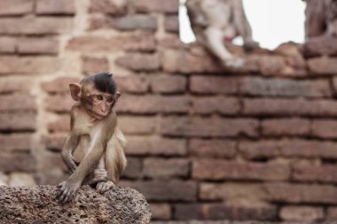 Bebek maymun duvarda tuğlanın üzerinde oturuyor..