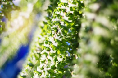 Yeşil eğreltiotu yaprakları bulanık bir arka plan ile.