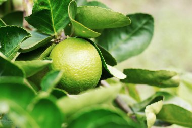 Ağaçta limon, çiftlikte güneş ışığı.