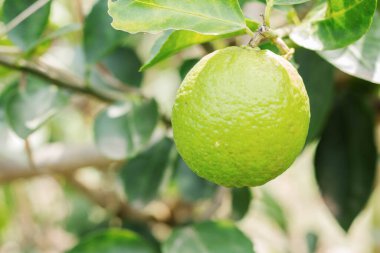 Limon çiftlikte, güneşli.