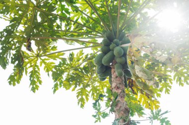 Kırsalda güneş ışığında ağaçta çiğ papaya..