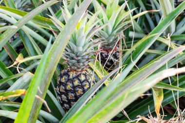 Ananas Ekim alanı ağacında üzerinde.