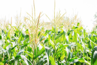 Güneş ışığına dikilmiş mısır poleni.