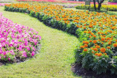 Bahçeye çimenli çiçekler ekiyorum..