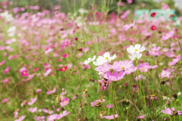Kosmos Květ Zahradě Barevnými — Stock fotografie