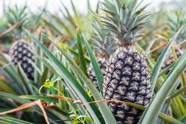 Pineapple on tree in the farm.