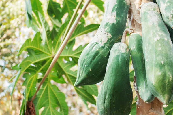 Raw Papaya Tree Countryside — Stock Photo, Image