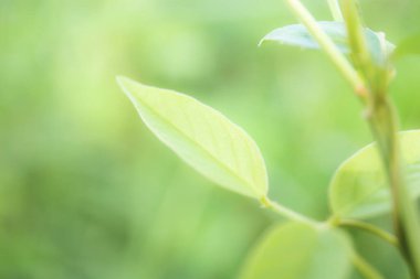 Tarlada yeşil geçmişi olan genç bitki yaprakları.