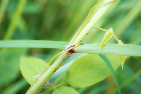 Leaves Grass Field Green Background — Stock Photo, Image