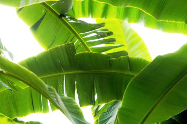 Muz yaprakları ağaçta, güneş ışığı gökyüzünde.