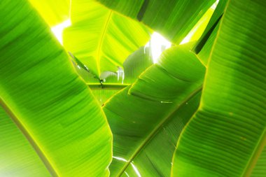 Muz yaprakları güneş ışığıyla ağaçta.