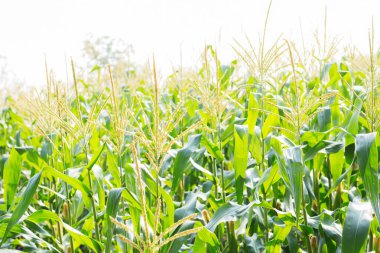 Tarlada güneş ışığıyla mısır tarlası.