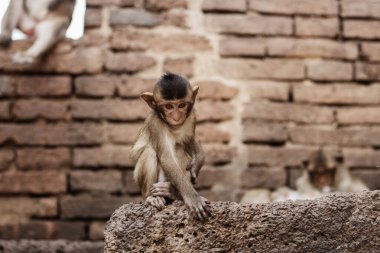 Hayvanat bahçesindeki eski tuğladaki maymun..