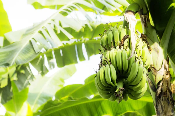 Bananen Boom Met Het Zonlicht Aan Hemel — Stockfoto