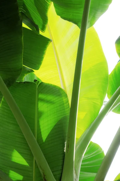 Листя Бананів Дереві Небом — стокове фото