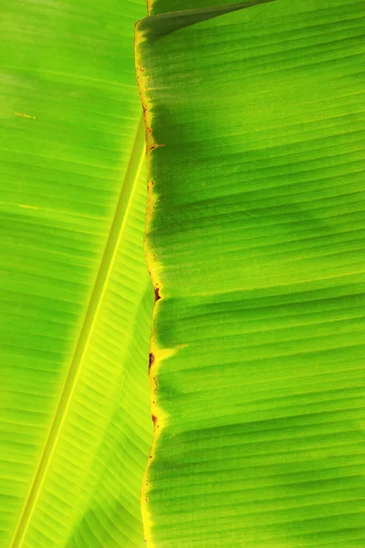 Листя Бананів Дереві Текстурою Фону — стокове фото