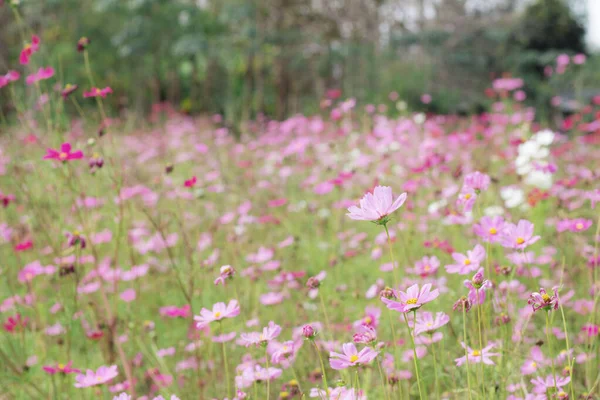 Cosmos Flor Jardín Campo —  Fotos de Stock