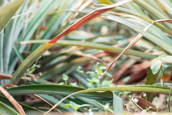 Het Veld Geplante Ananasbladeren — Stockfoto