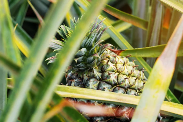 Ananas Posadzone Gospodarstwie Widokiem Góry — Zdjęcie stockowe