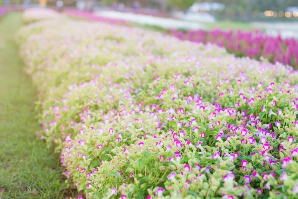 Plantando Flores Jardín Del Campo —  Fotos de Stock