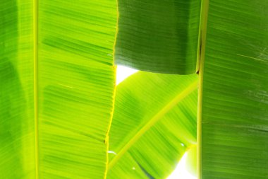 Gökyüzünde yeşil muz yaprakları.