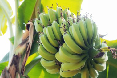 Çiğ muzlar sabah ışığında ağaçta yetişir..