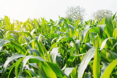 Mısır yaprakları güneş ışığıyla yeşildir..