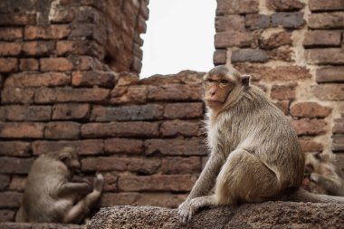 maymun eski tuğlaların üzerinde.