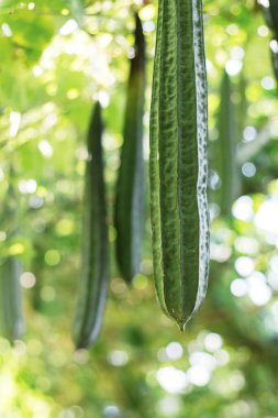 Kırsal kesimde kabak var..
