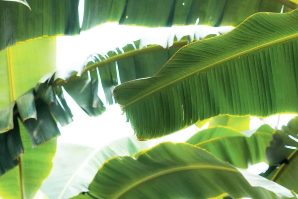 Зелене Листя Банана Сонячним Світлом Небі — стокове фото