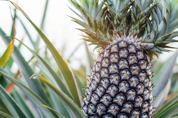 Ananas Boom Boerderij Bij Zonlicht — Stockfoto