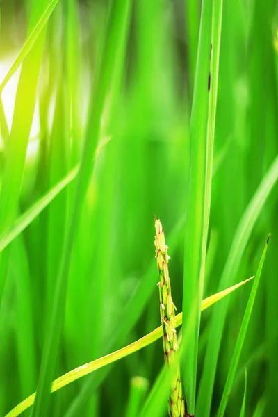 Rýže Poli Zeleným Pozadím — Stock fotografie