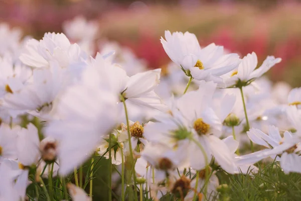 Cosmos Blancos Con Belleza Jardín —  Fotos de Stock