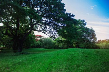 Bahçedeki çimenler ve ağaçlar mavi gökyüzü.
