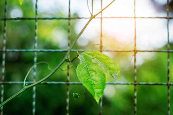 庭の古い鉄の柵の上に植えられ — ストック写真