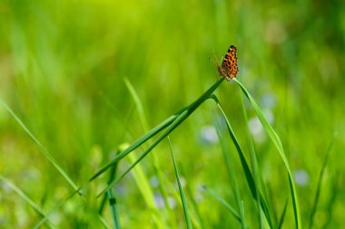 Çimenlerin üzerinde oturan kelebek