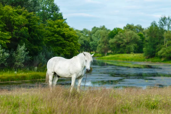 Pięknym białym koniu, karmienie na zielonych pastwiskach. Lato, conc — Zdjęcie stockowe