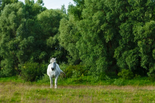 A beautiful white horse feeding in a green pasture. Summer, conc