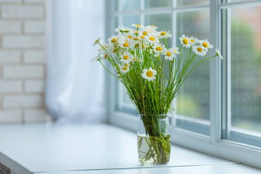 Buket chamomiles çiçek pencere pervazına, gün ışığı, yağmur