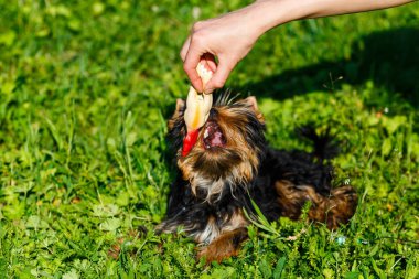 Bir çim üzerinde bir oyuncakla oynamak güzel Yorkshire korkunç
