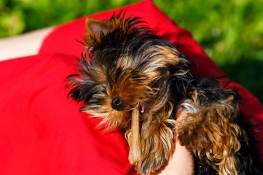Kendi sahibinin elinde bir oyuncakla oynamak güzel Yorkshire korkunç