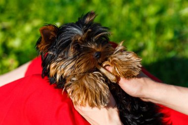 Kendi sahibinin elinde bir oyuncakla oynamak güzel Yorkshire korkunç